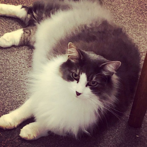 MISSING/LOST - Molly (Mt Eden area) Carousel 1
