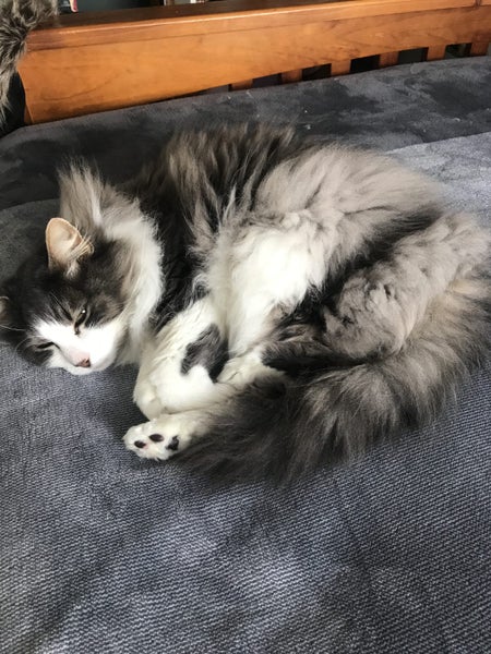 MISSING/LOST - Molly (Mt Eden area) Carousel 5