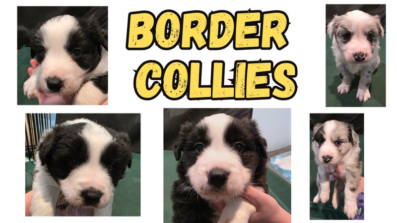 Border Collie Puppies For Sale63654997065217110