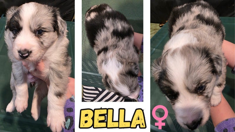 Border Collie Puppies For Sale63654997065217111