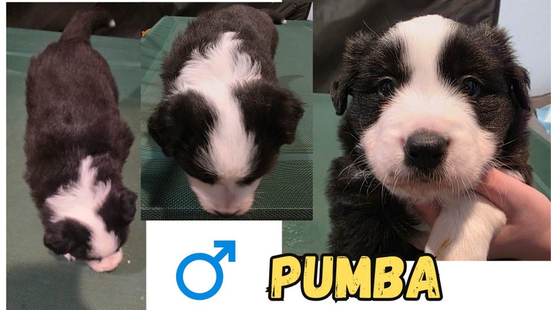 Border Collie Puppies For Sale63654997065217113