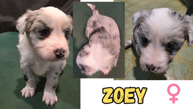 Border Collie Puppies For Sale63654997065217114