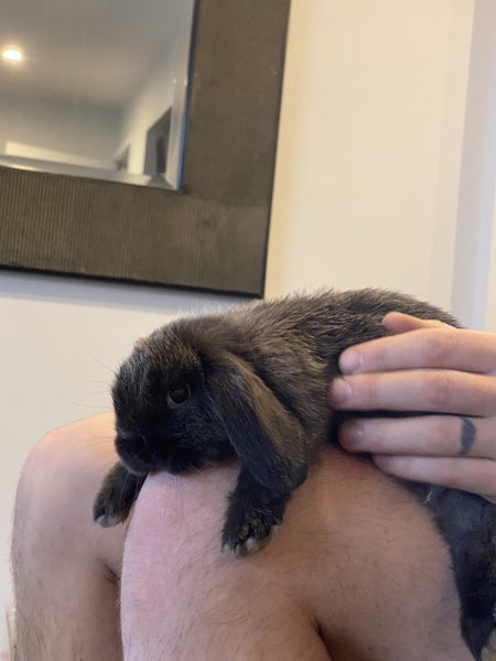 Baby Rabbits Carousel 18
