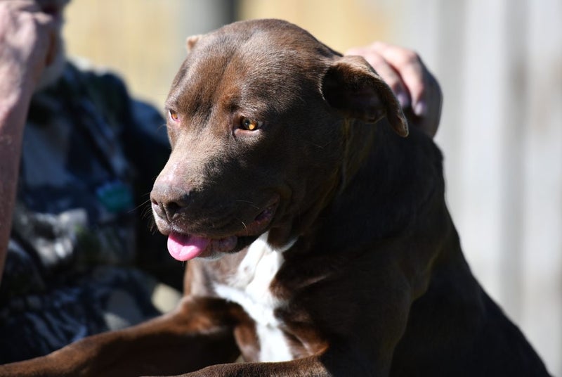 Sophie - loves people, 2 years old gentle and beautiful rescue momma Carousel 10