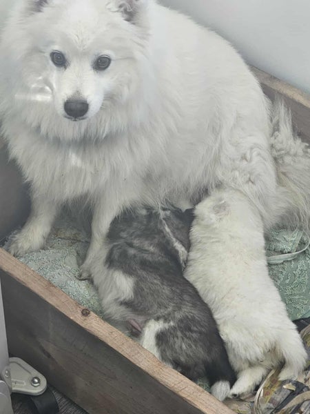 Beautiful German x Japanese Spitz pups63655009394179114