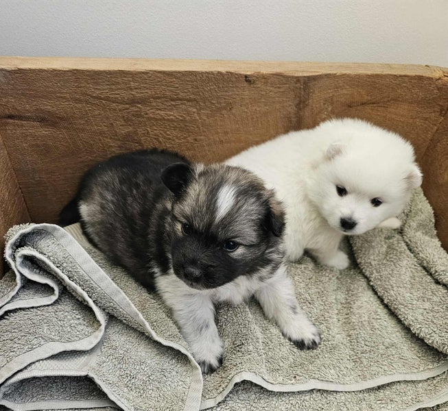 Beautiful German x Japanese Spitz pups63655009394179111