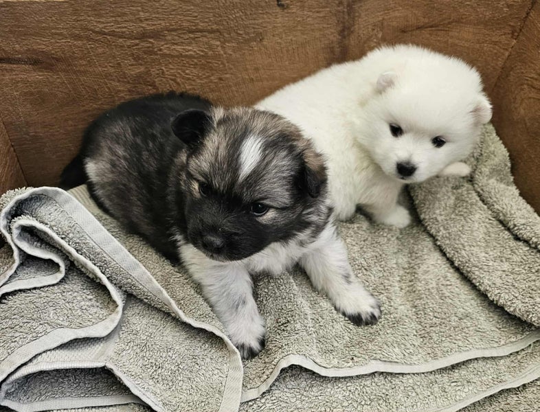 Beautiful German x Japanese Spitz pups63655009394179110