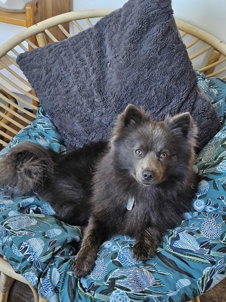 Beautiful German x Japanese Spitz pups63655009394179112