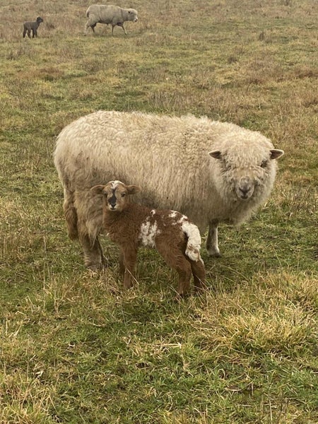 African Pygmy lambs, tiny miniature sheep63655012030595111