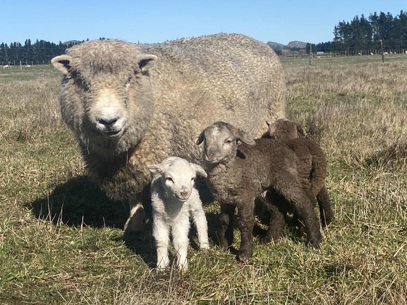 African Pygmy lambs, tiny miniature sheep63655012030595112