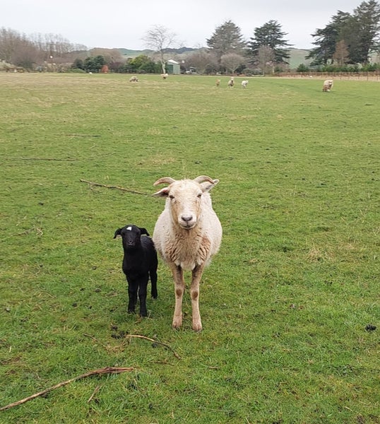 African Pygmy lambs, tiny miniature sheep63655012030595113