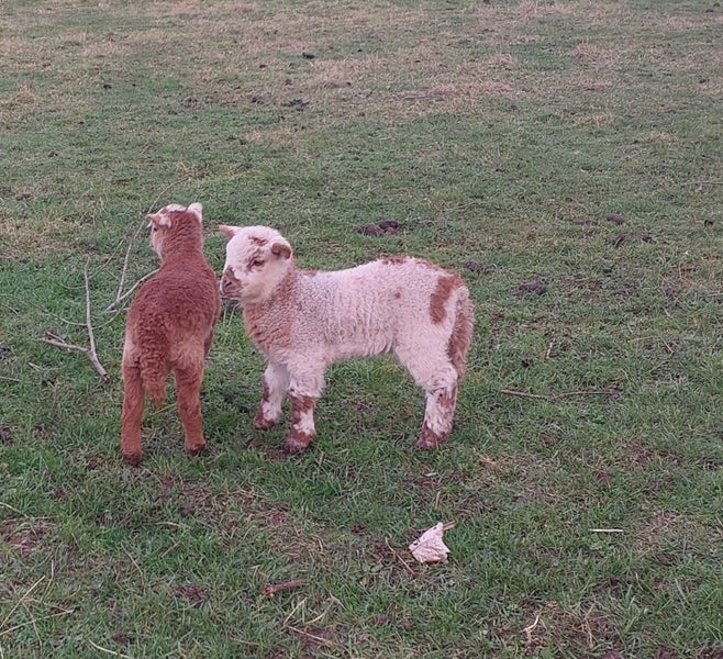 African Pygmy lambs, tiny miniature sheep63655012030595114