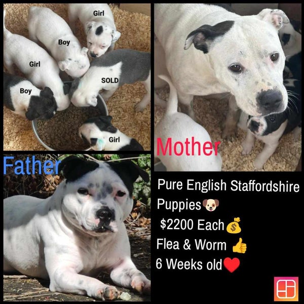 English staffordshire pups63655011994370110
