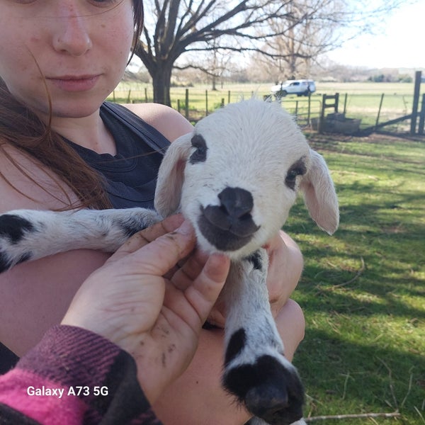 African Pygmy lambs, tiny miniature sheep63655012030595110