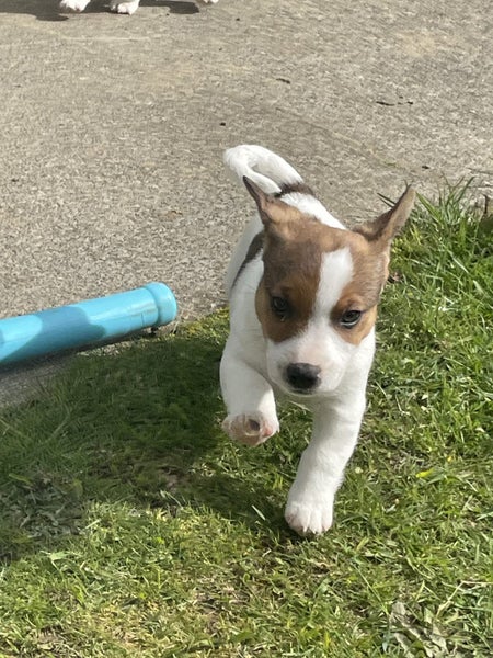 jack russel pups Carousel 1