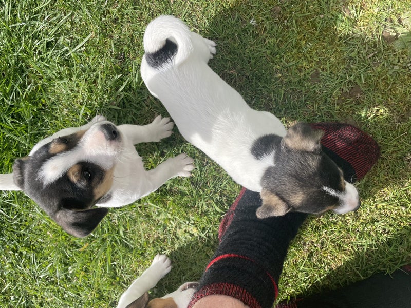 jack russel pups Carousel 2