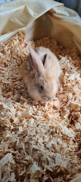 Flemish Giant kits available Carousel 2