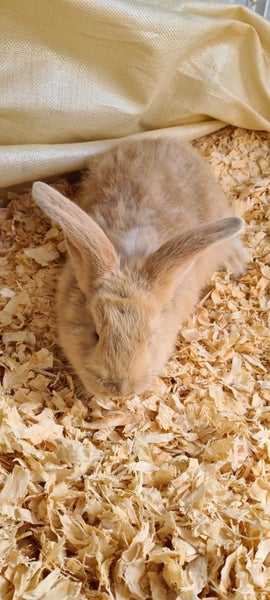 Flemish Giant kits available Carousel 2
