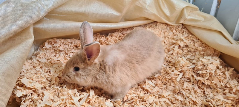 Flemish Giant kits available Carousel 6