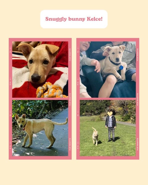 Auckland Puppy Rescue - KELCE Carousel 20