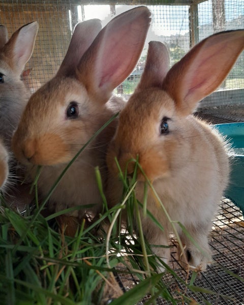 Pure Flemish Giant kits Carousel 2