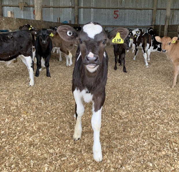 Apatu Farms Carousel 1