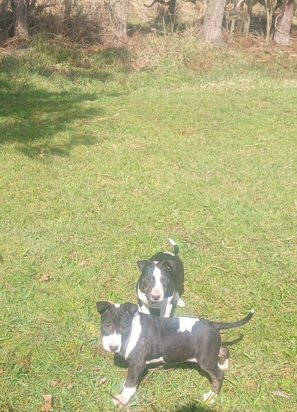 English bullterrier puppies63668022487171112