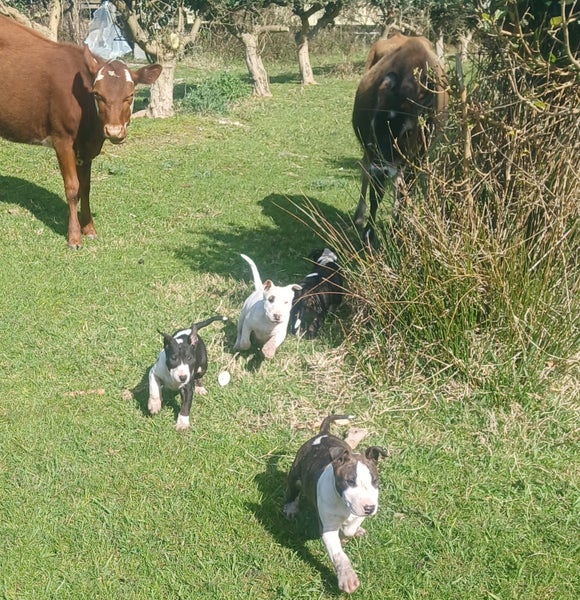 English bullterrier puppies63668022487171110