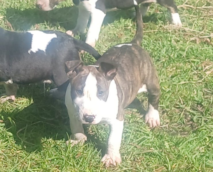 English bullterrier puppies63668022487171113
