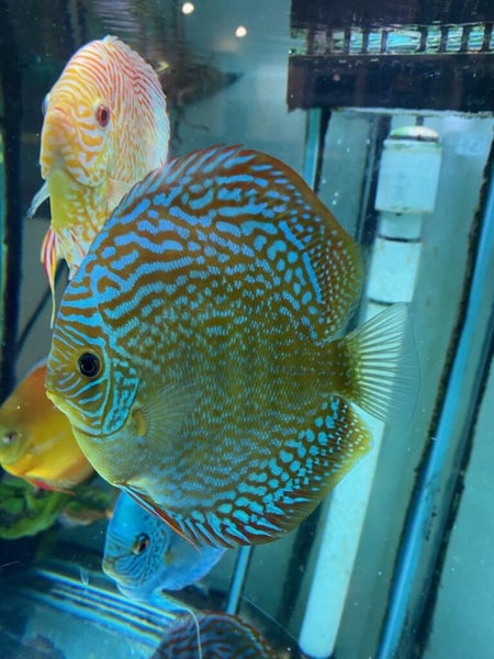 Discus63669314873090114
