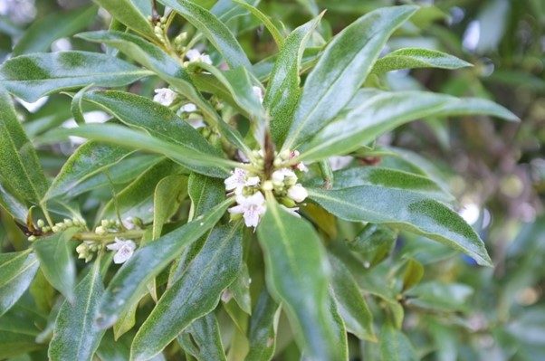 MYOPORUM LAETUM Carousel 1