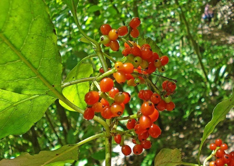 COPROSMA GRANDIFOLIA Carousel 1