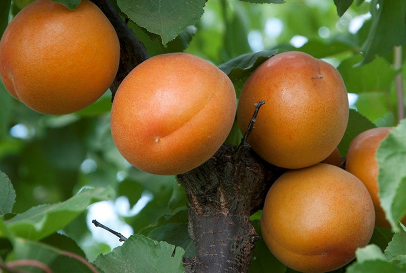 APRICOT 'TOMCOT' Carousel 1