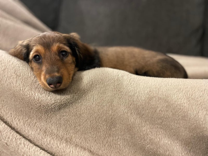 Standard longhaired dachushund puppies63674302507779110