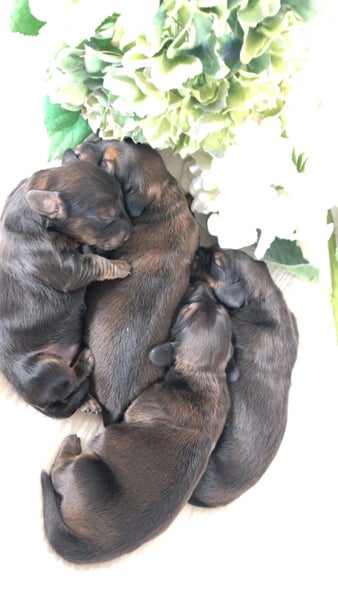 Standard longhaired dachushund puppies63674302507779112