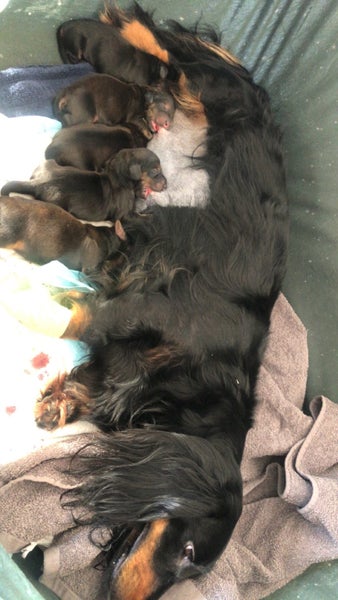 Standard longhaired dachushund puppies63674302507779113