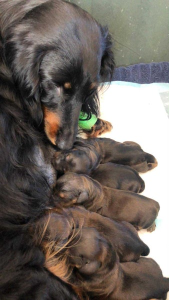 Standard longhaired dachushund puppies63674302507779114