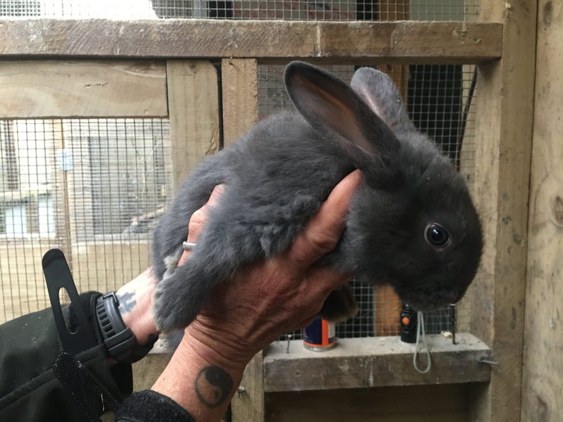 Flemish Giant Rabbits Carousel 2