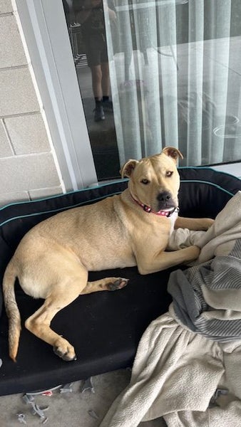 Dog63676851578755112