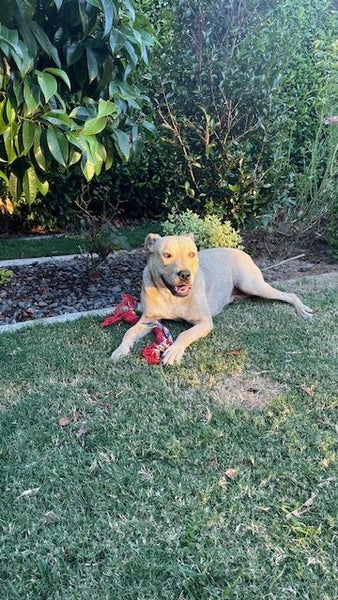 Dog63676851578755113
