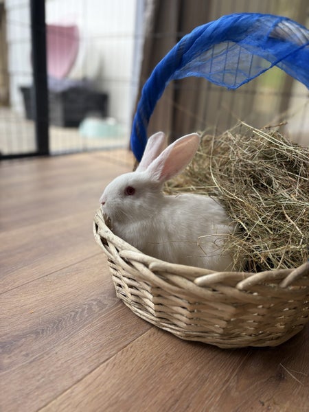 NZ White Rabbits Carousel 6