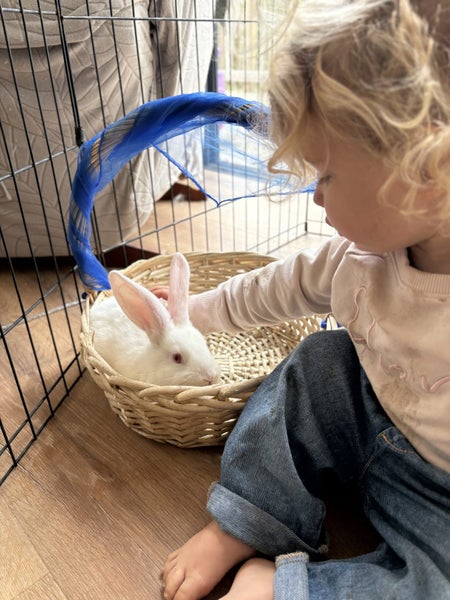 NZ White Rabbits Carousel 10