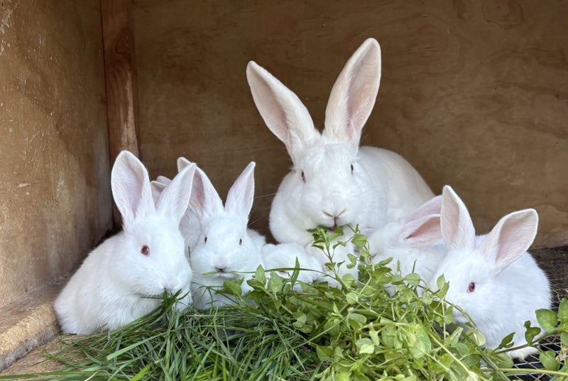 NZ White Rabbits Carousel 2