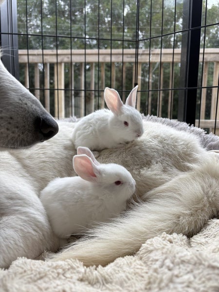 NZ White Rabbits Carousel 1