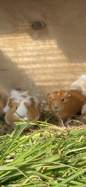 Young Guinea pigs - male Carousel 1
