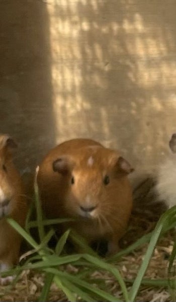 Young Guinea pigs - male Carousel 2