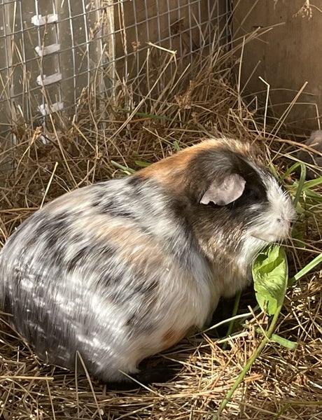 Young Guinea pigs - male Carousel 9