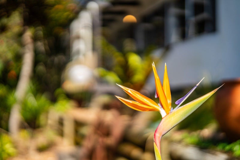 Great bones, endless potential64516445054977114