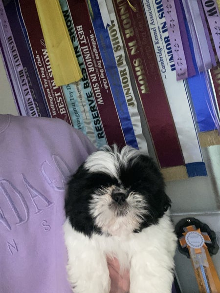 Gorgeous purebred Shih Tzu Puppies63677969887745110