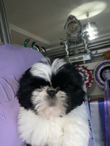Gorgeous purebred Shih Tzu Puppies63677969887745112